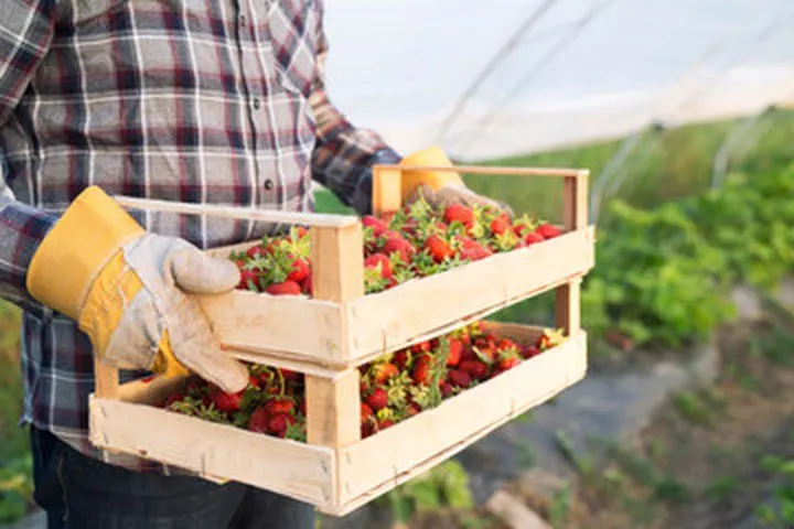 Agriculture
